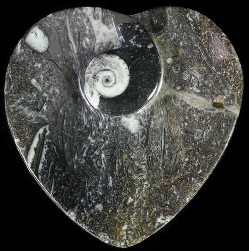 Heart Shaped Fossil Goniatite Dish #61262